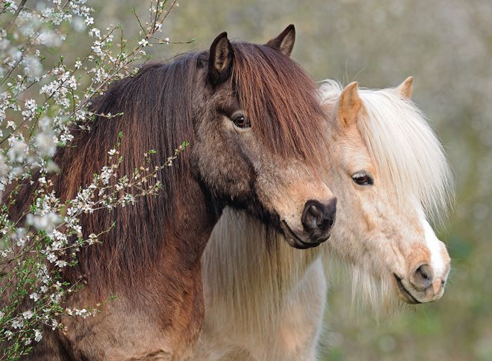 Ravensburger pussel 150 bitar - Perfect Ponies