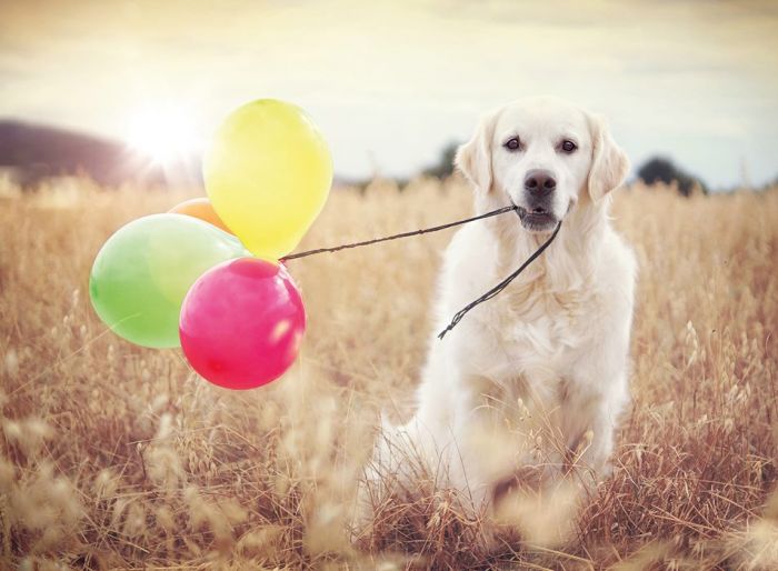 Ravensburger pussel 500 bitar - Hund med ballonger