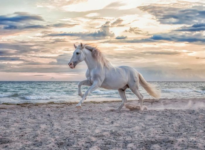 Ravensburger puslespill 500 brikker - galopperende hest på stranden