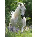 Ravensburger puslespill 100 brikker - Hvit hest