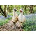 Ravensburger XXL puslespill 100 brikker - Lama Love - lamaer og blå blomster
