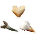 National Geographic Shark Tooth utgravingssett - grav fram haitenner
